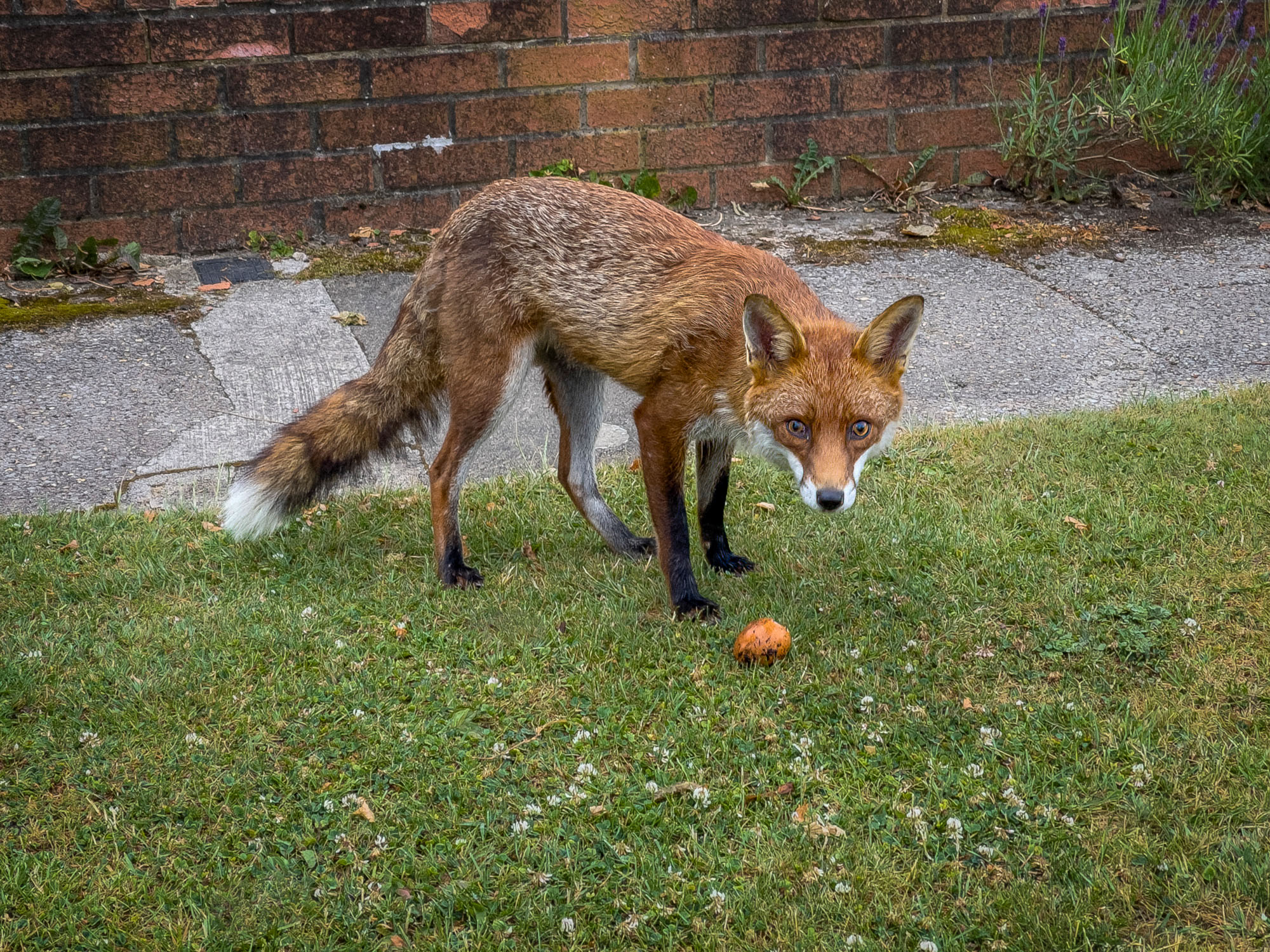 Urban fox shot on iPhone.